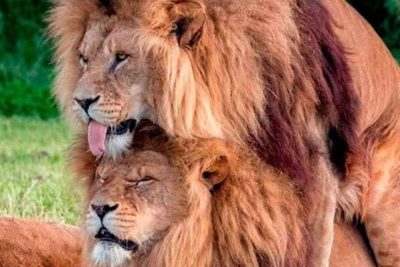 la actitud del leon hacia los animales del reino animal