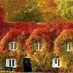 La magia del otoño: cambios climáticos y colores de hojas