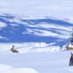 La tundra: un ecosistema frío y único en el mundo