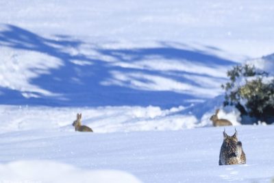 la tundra un ecosistema frio y unico en el mundo