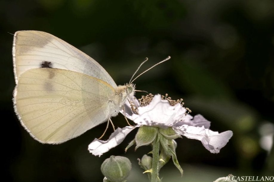 mariposas blancas comunes en area