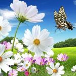 El significado de ver mariposas en tu vida y en tus sueños