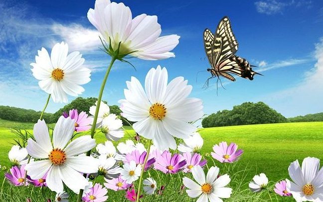 mariposas volando y flores