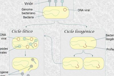 microorganismos en accion