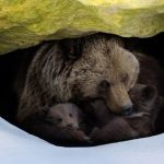 La hibernación en los osos: ¿Por qué pasan el invierno durmiendo?