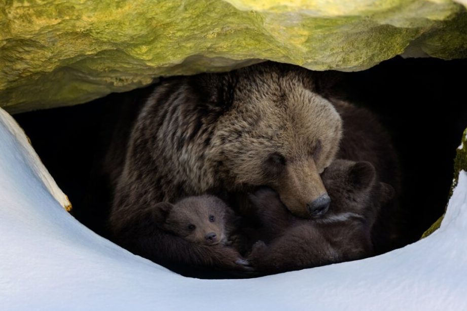 oso hibernando en cueva