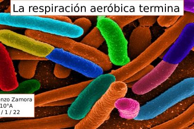 respiracion aerobica