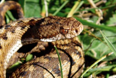 serpiente con colmillos largos