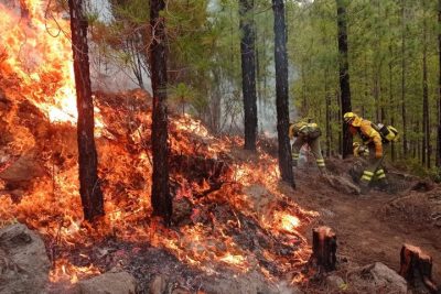 significado de sonar con fuego en un bosque