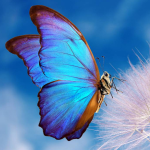 Simbolismo y significado de soñar con mariposas negras