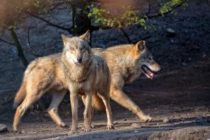 el que con lobos anda