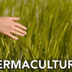 💡 Descubre todo sobre la permacultura: una guía completa para principiantes