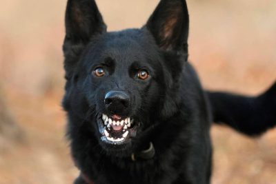 interpretacion de sonar con un perro agresivo y su significado