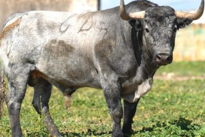 que significa sonar con toros persiguiendote y como interpretarlo