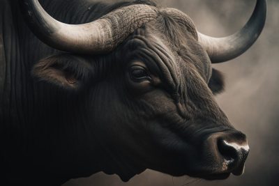 significado e interpretacion de sonar con un toro negro