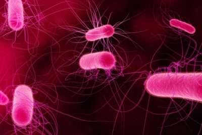 caracteristicas del reino eubacteria
