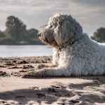¿Qué significa soñar con perros en el agua? Descubre su significado