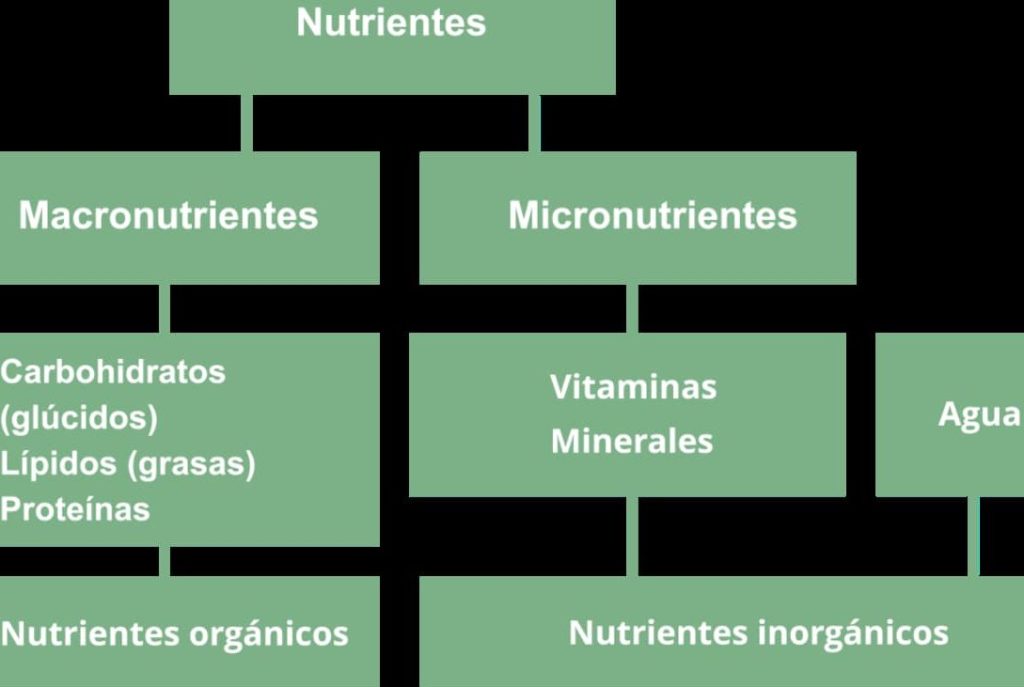 tipos de nutrimentos y su importancia