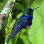 ¿Cómo se dice colibrí en náhuatl? Aprende la respuesta aquí