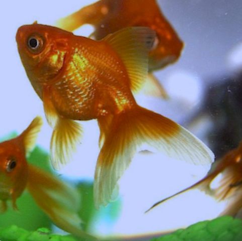 Preparación del acuario para peces Goldfish: consejos esenciales