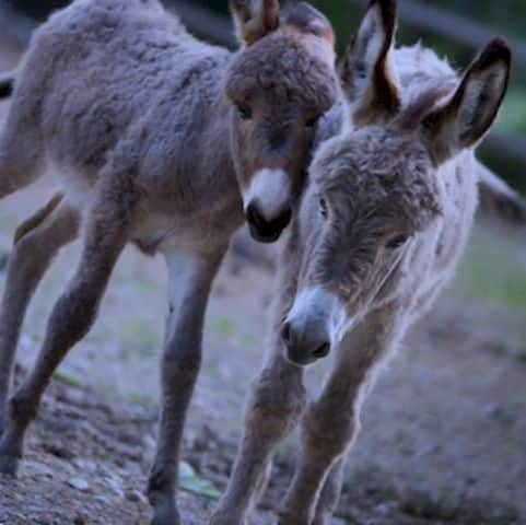 Cómo se desplazan los animales: Descubre los secretos de su locomoción