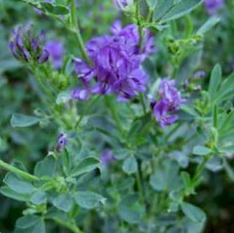 Propiedades curativas de la alfalfa y remedios caseros