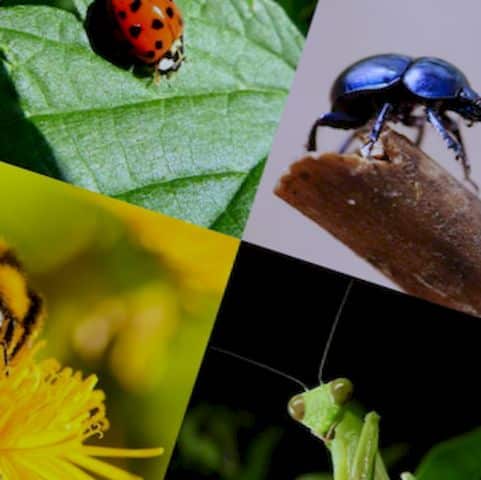 Insectos de jardín: aliados beneficiosos para la salud de tus plantas