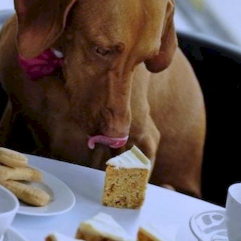 Riesgos de los dulces para perros: ¡No los alimentes con ellos!